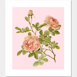 Vintage Rose Fower Posters and Art